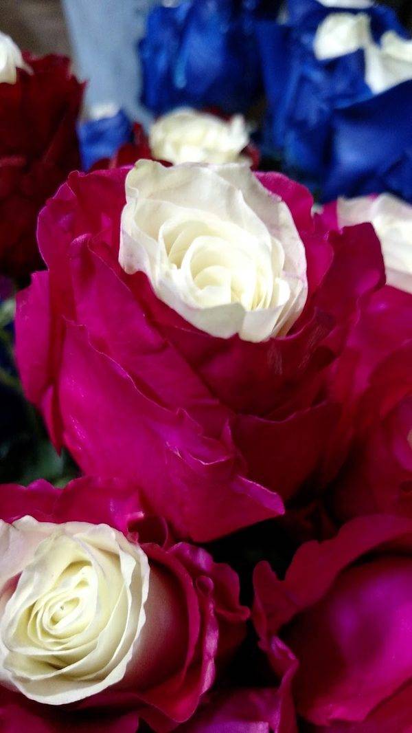 Sanger Flowers
